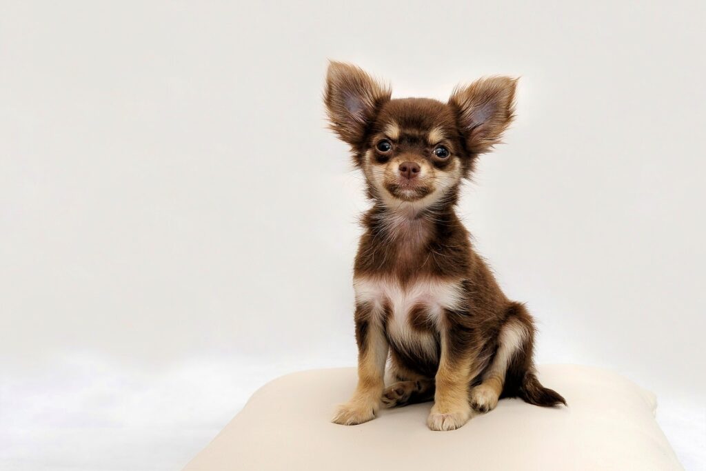 Hunderassen: Chihuahua - ein ausführlicher Steckbrief.