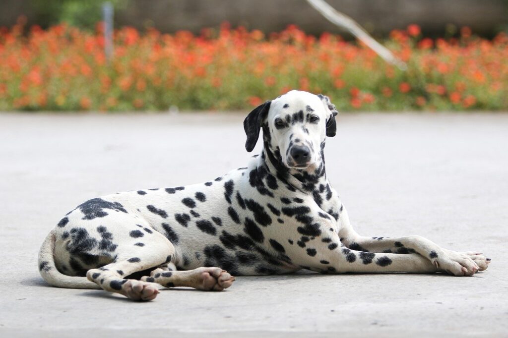 Hunderassen: Dalmatiner - ein ausführlicher Steckbrief