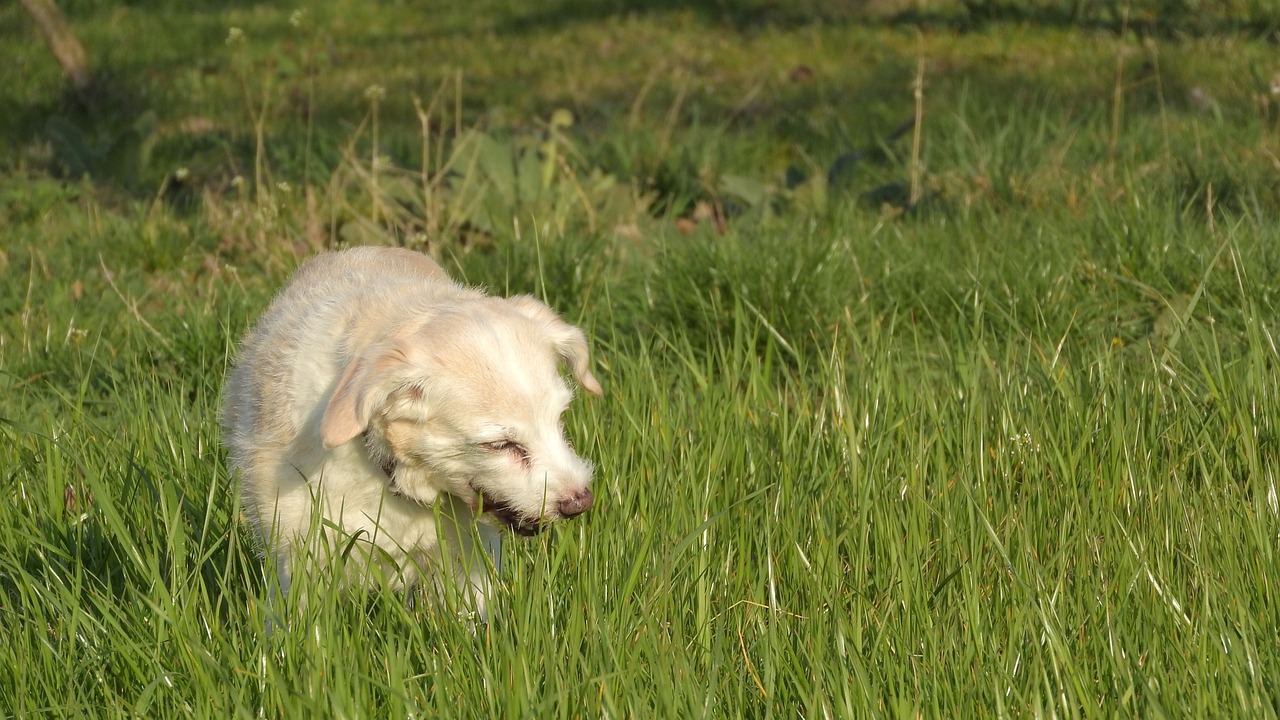 Hund frisst Gras und erbricht weißen Schleim. Das sind die Gründe und das kannst du dagegen tun.