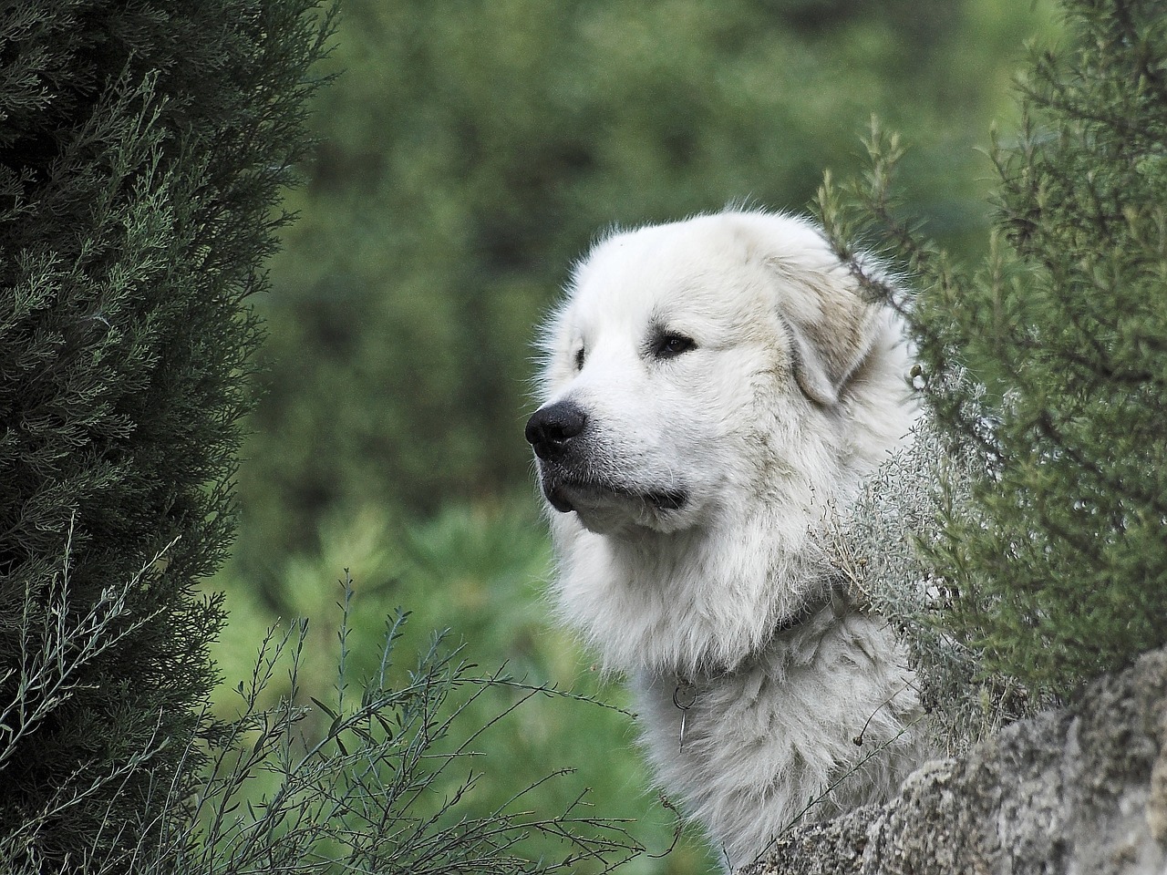 Pyrenäenberghund Welpen, sind süß und werden aber riesig. Das solltest du wissen bevor du dir einen solchen Hund holst.