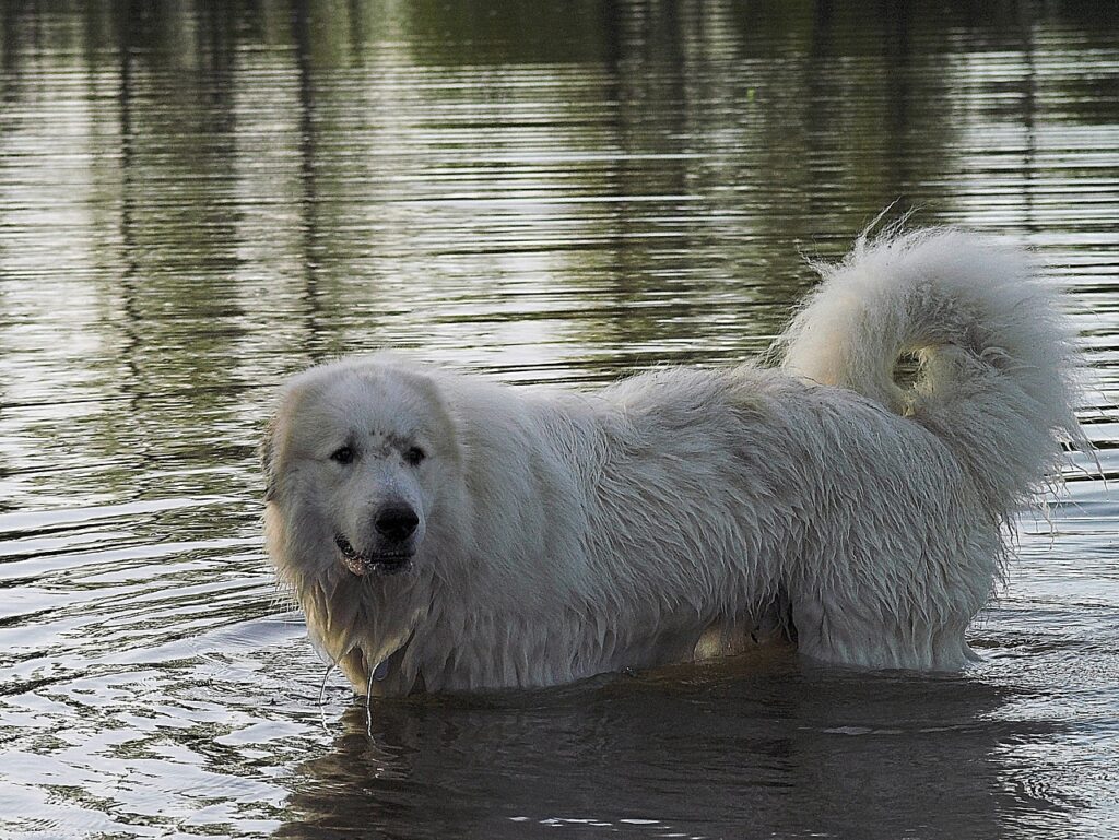 Pyrenäenberghund im Wasser. Hier fühlt er sich auch wohl.