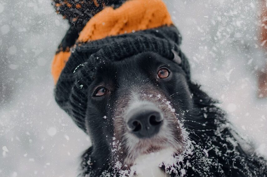 Dein Hund hat kalte Ohren? Dann lies unseren Artikel darüber und erfahre ob es etwas ernstes ist.